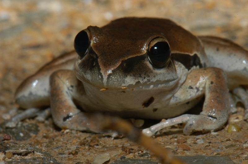 Stony-Creek_Frog__Litoria_wilcoxii__005.jpg