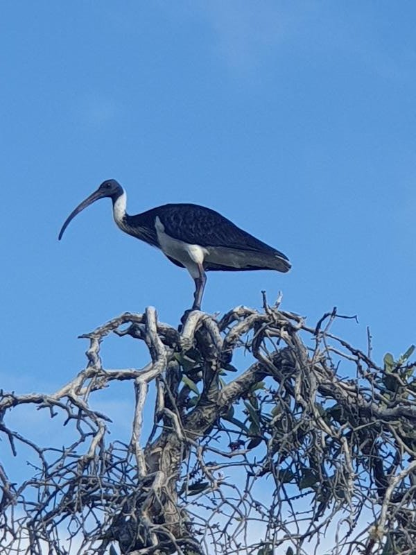 Straw-necked_Ibis__Threskiornis_spinicollis__003.jpg