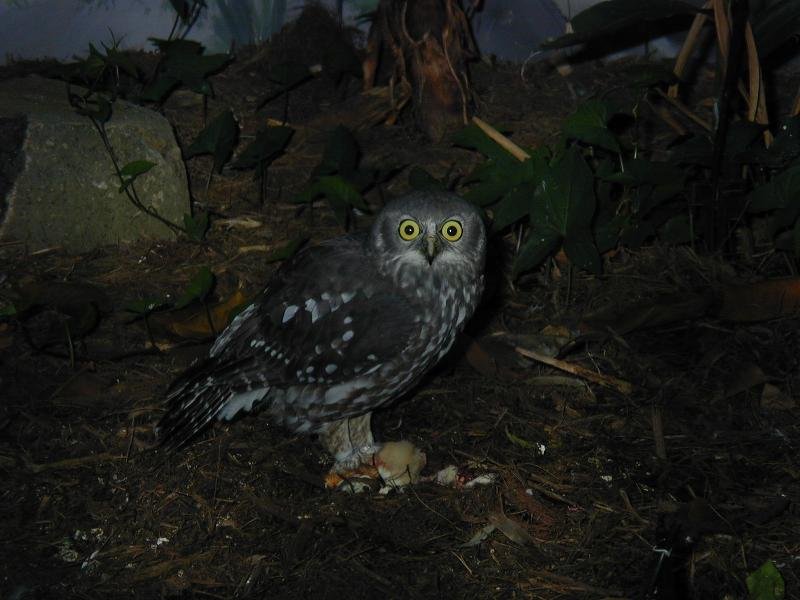 Strigidae__Hawk-Owls__001.jpg