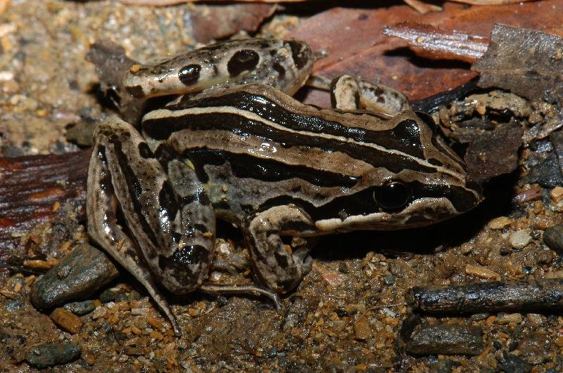 Striped_Marsh_Frog__Limnodynastes_peronii__001.jpg