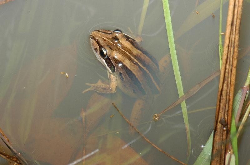 Striped_Rocket_Frog__Litoria_nasuta__001.jpg