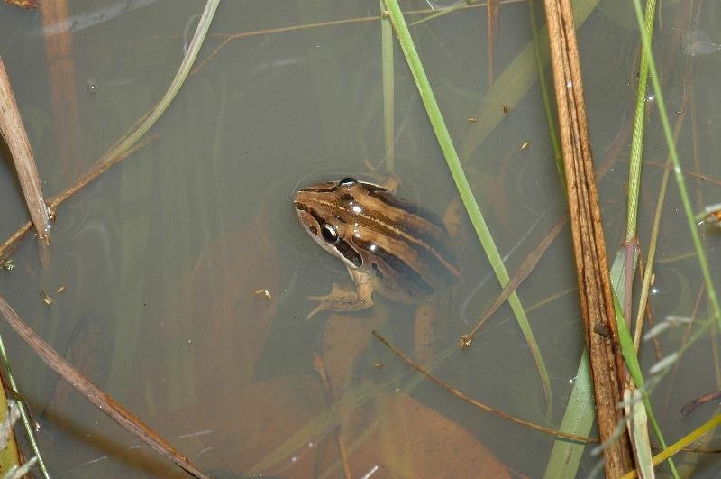 Striped_Rocket_Frog__Litoria_nasuta__002.jpg