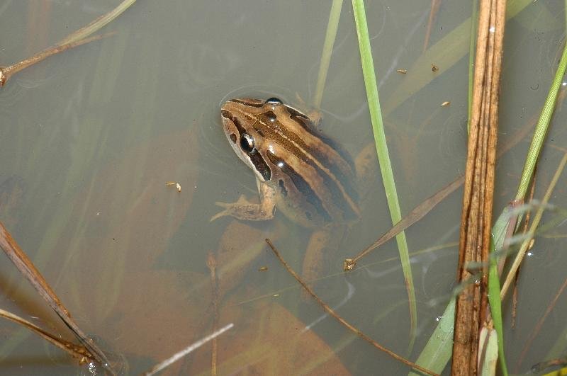 Striped_Rocket_Frog__Litoria_nasuta__003.jpg