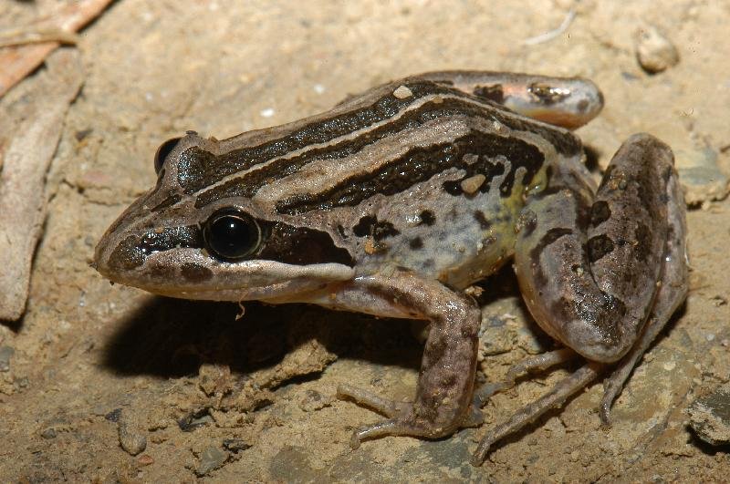 Striped_Rocket_Frog__Litoria_nasuta__004.jpg