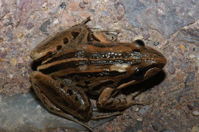 Striped_Rocket_Frog__Litoria_nasuta__006.jpg