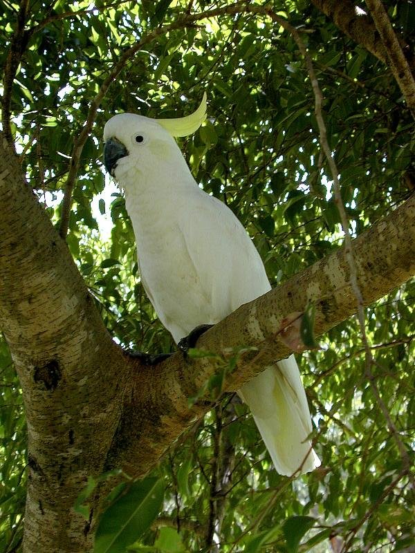 Sulphur-crested_Cockatoo__Cacatua_galerita__001.jpg