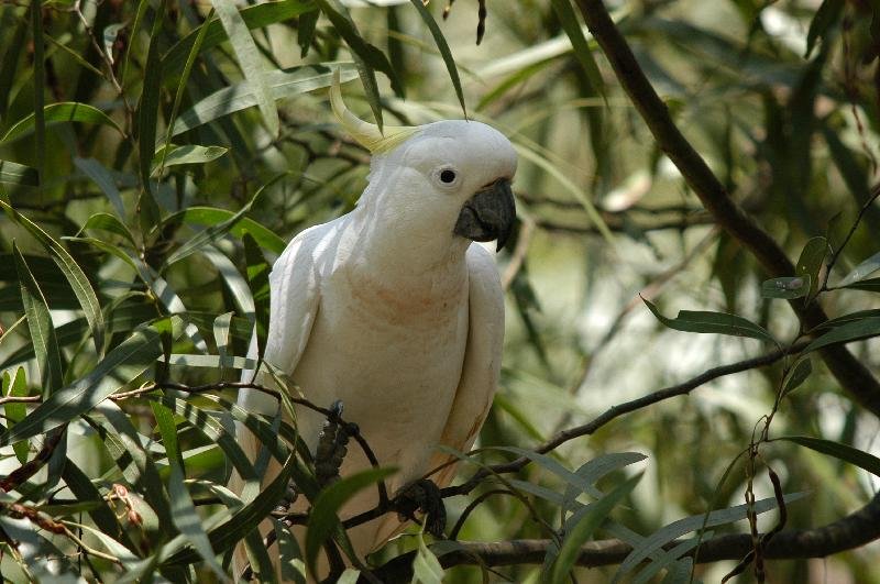 Sulphur-crested_Cockatoo__Cacatua_galerita__002.jpg