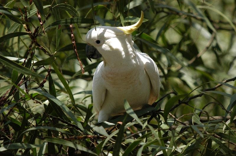 Sulphur-crested_Cockatoo__Cacatua_galerita__004.jpg