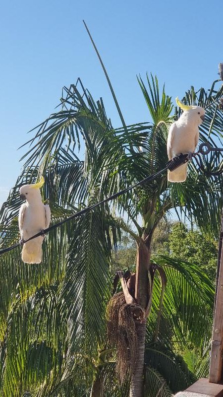 Sulphur-crested_Cockatoo__Cacatua_galerita__007.jpg