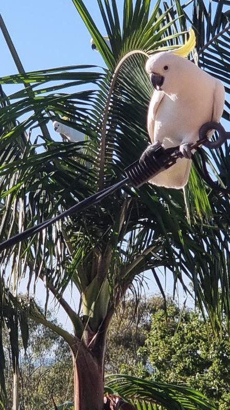 Sulphur-crested_Cockatoo__Cacatua_galerita__008.jpg