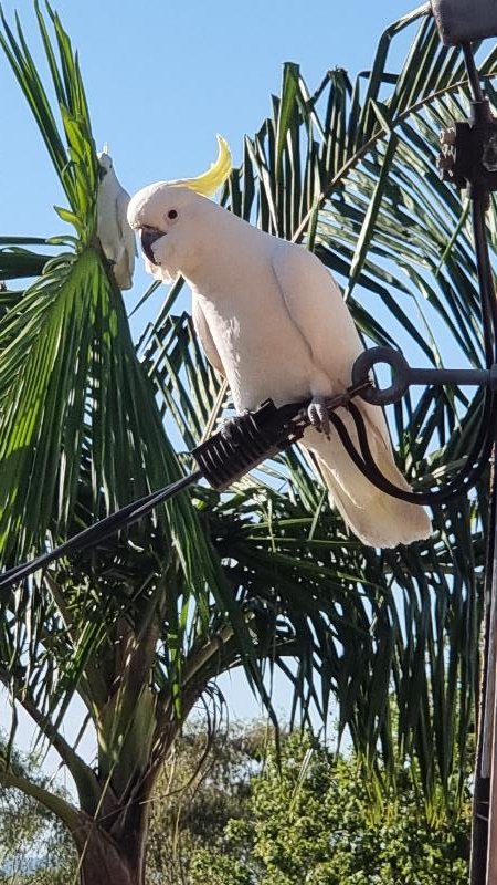 Sulphur-crested_Cockatoo__Cacatua_galerita__009.jpg