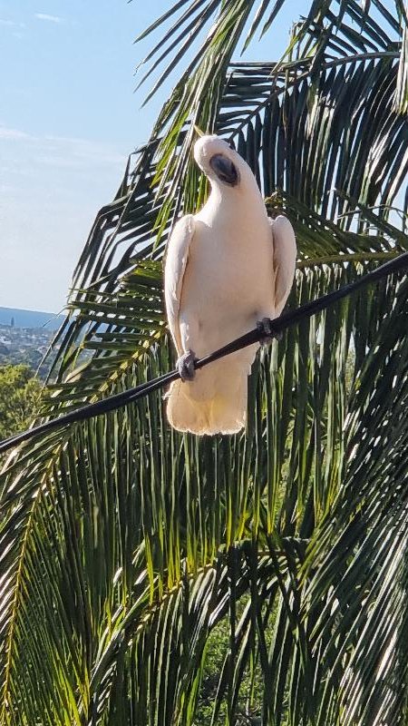 Sulphur-crested_Cockatoo__Cacatua_galerita__010.jpg