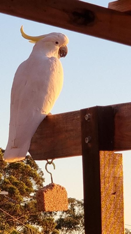 Sulphur-crested_Cockatoo__Cacatua_galerita__011.jpg