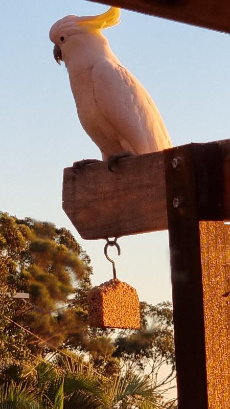 Sulphur-crested_Cockatoo__Cacatua_galerita__012.jpg