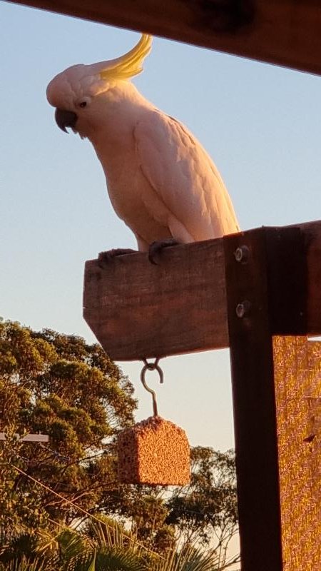 Sulphur-crested_Cockatoo__Cacatua_galerita__013.jpg