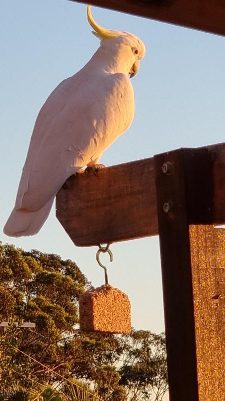 Sulphur-crested_Cockatoo__Cacatua_galerita__014.jpg