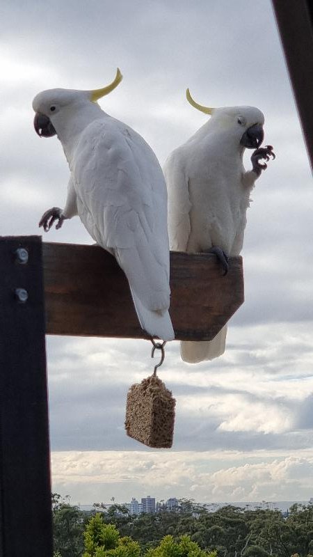 Sulphur-crested_Cockatoo__Cacatua_galerita__015.jpg