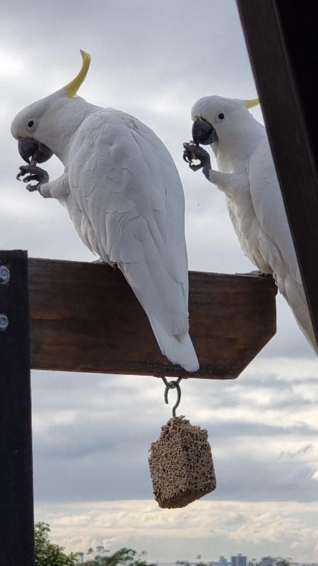 Sulphur-crested_Cockatoo__Cacatua_galerita__016.jpg