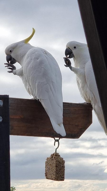 Sulphur-crested_Cockatoo__Cacatua_galerita__017.jpg