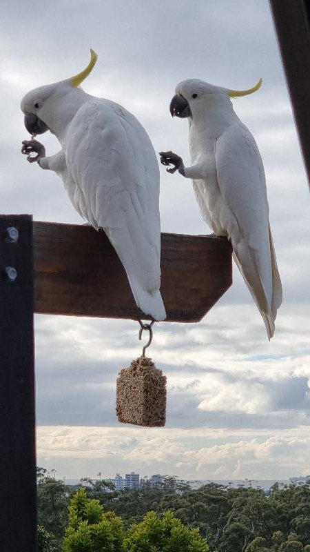 Sulphur-crested_Cockatoo__Cacatua_galerita__018.jpg