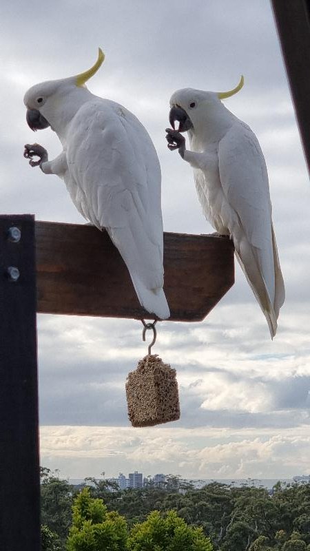 Sulphur-crested_Cockatoo__Cacatua_galerita__019.jpg