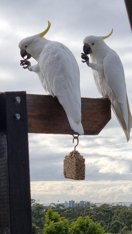 Sulphur-crested_Cockatoo__Cacatua_galerita__020.jpg