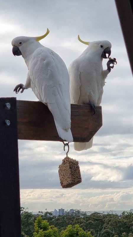 Sulphur-crested_Cockatoo__Cacatua_galerita__021.jpg