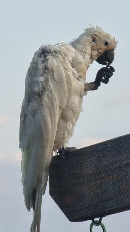 Sulphur-crested_Cockatoo__Cacatua_galerita__024.jpg