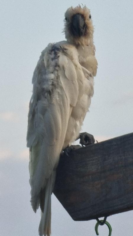 Sulphur-crested_Cockatoo__Cacatua_galerita__026.jpg