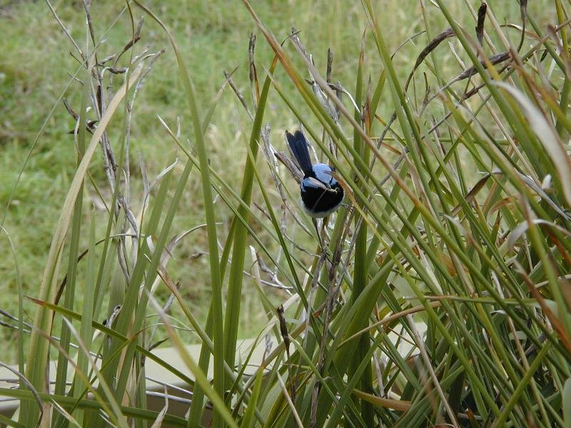 Superb_Fairy-wren__Malurus_cyaneus__001.jpg