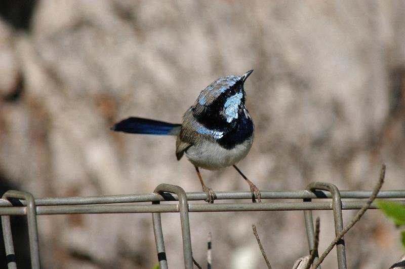 Superb_Fairy-wren__Malurus_cyaneus__002.jpg