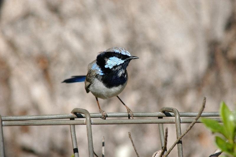 Superb_Fairy-wren__Malurus_cyaneus__003.jpg