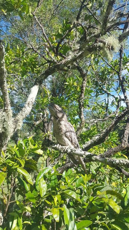 Tawny_Frogmouth__Podargus_strigoides__011.jpg