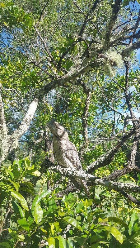 Tawny_Frogmouth__Podargus_strigoides__012.jpg