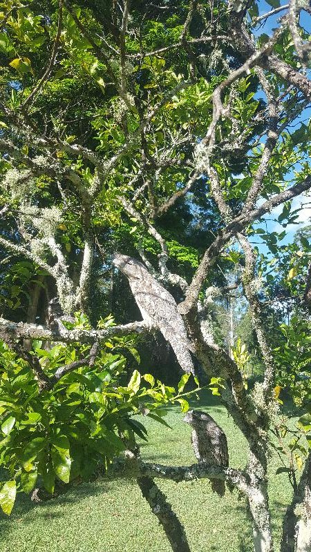 Tawny_Frogmouth__Podargus_strigoides__013.jpg