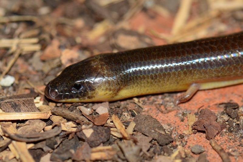 Three-Clawed_Worm-Skink__Anomalopus_verreauxii__002.jpg