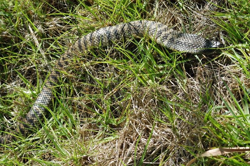 Tiger_Snake__Notechis_scutatus__002.jpg