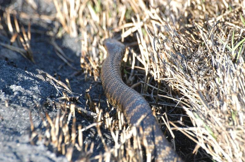 Tiger_Snake__Notechis_scutatus__003.jpg