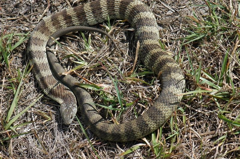 Tiger_Snake__Notechis_scutatus__007.jpg