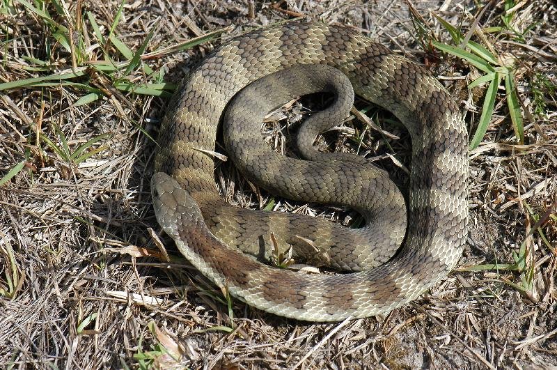 Tiger_Snake__Notechis_scutatus__011.jpg