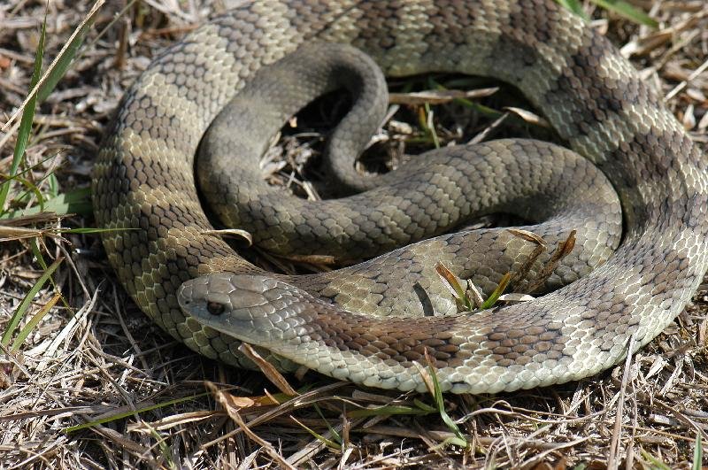 Tiger_Snake__Notechis_scutatus__012.jpg