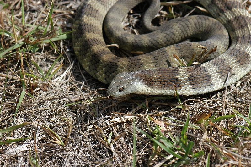 Tiger_Snake__Notechis_scutatus__016.jpg