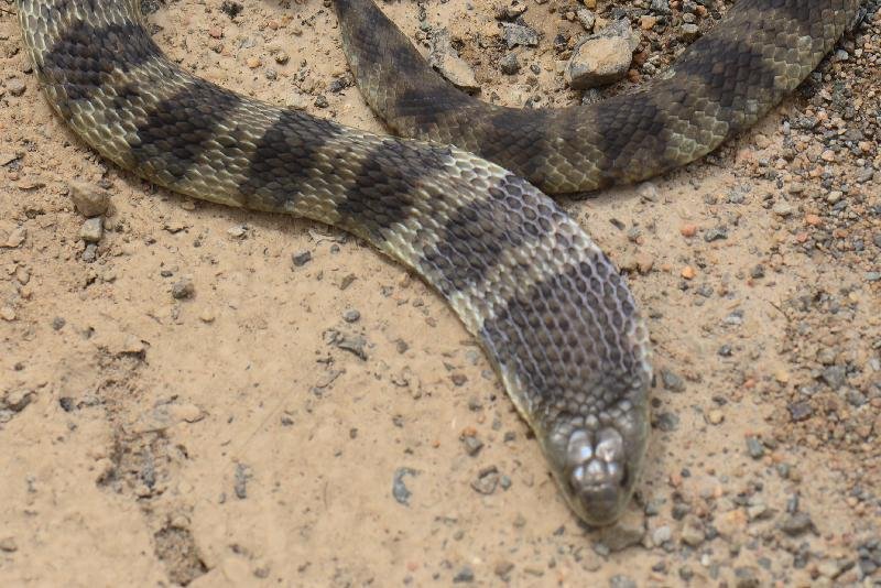 Tiger_Snake__Notechis_scutatus__021.jpg