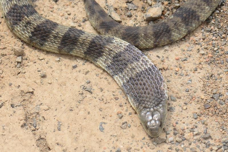 Tiger_Snake__Notechis_scutatus__022.jpg