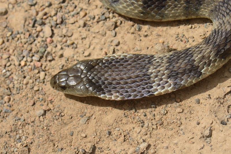 Tiger_Snake__Notechis_scutatus__030.jpg