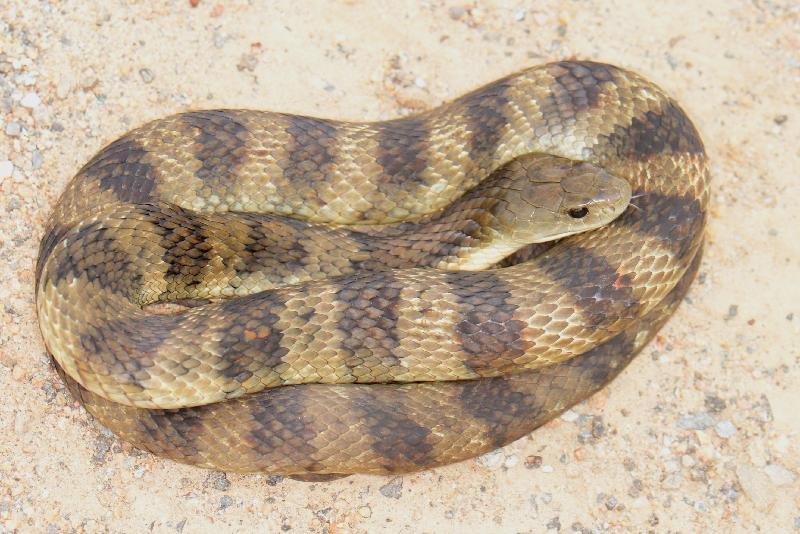 Tiger_Snake__Notechis_scutatus__033.jpg