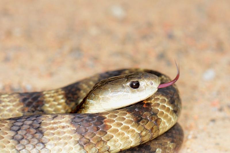 Tiger_Snake__Notechis_scutatus__039.jpg