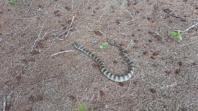 Tiger_Snake__Notechis_scutatus__040.jpg