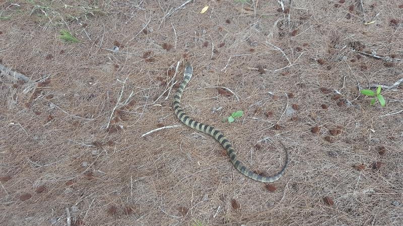 Tiger_Snake__Notechis_scutatus__041.jpg