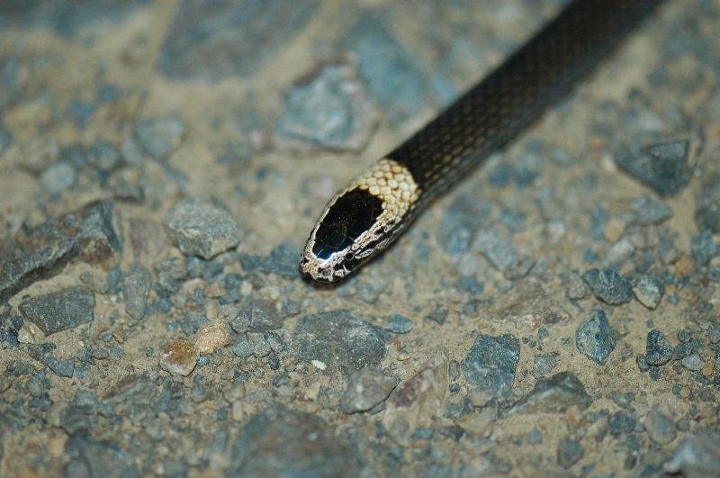 White-Crowned_Snake__Cacophis_harriettae__001.jpg